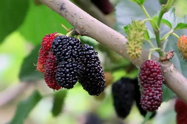 mulberry fruit.webp